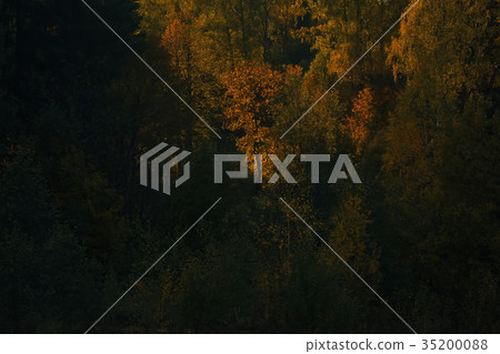 Autumn forest with multicolored foliage Autumn forest with multicolored foliage 35200088