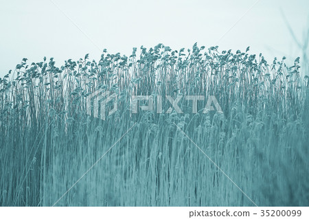 background texture of dry grass covered with hoarfrost background texture of dry grass covered with hoarfrost 35200099