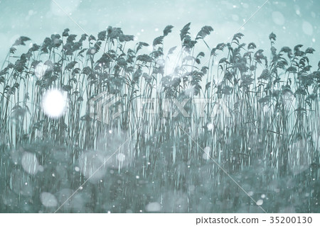 winter field dry gdass snow winter field dry gdass snow 35200130