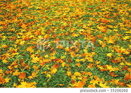 Fallen leaves lie on the ground 35200268