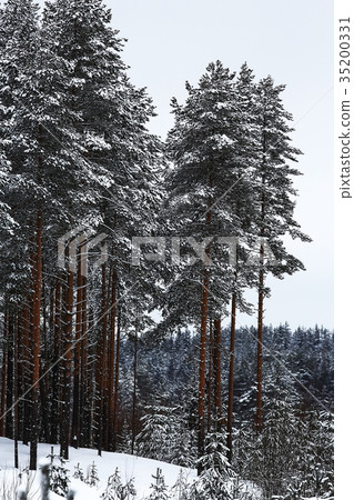 Snow-covered winter russian forest 35200331