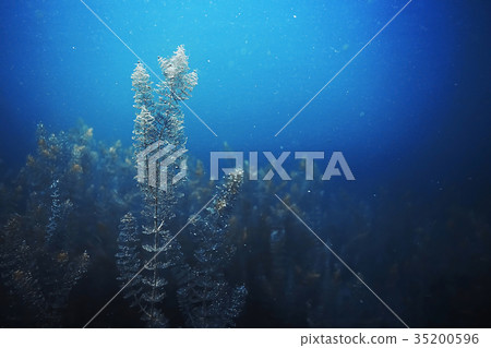 Seabed with algae and corals 35200596