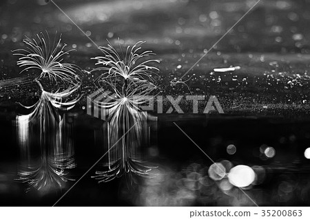 dandelion seeds black background concept lightness 35200863