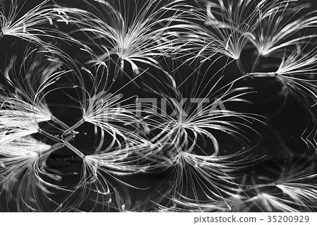 dandelion seeds black background concept lightness 35200929