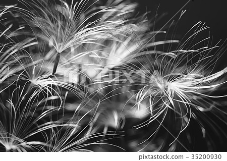dandelion seeds black background concept lightness 35200930