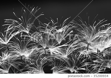 dandelion seeds black background concept lightness 35200934