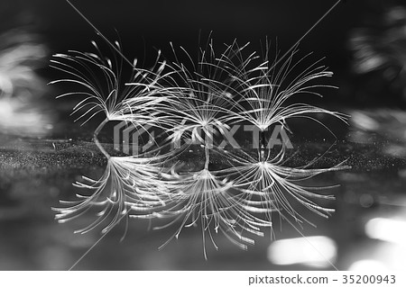 dandelion seeds black background concept lightness 35200943