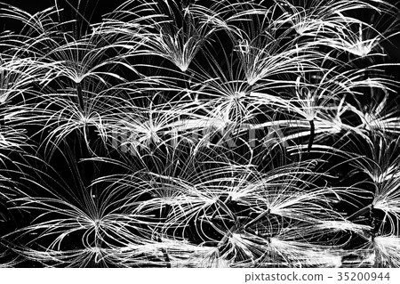 dandelion seeds black background concept lightness 35200944