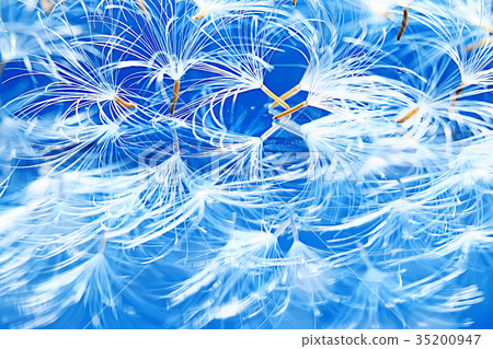 dandelion seeds on a light blue background, lightness, holiday 35200947