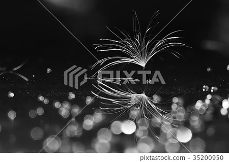dandelion seeds black background concept lightness dandelion seeds black background concept lightness 35200950