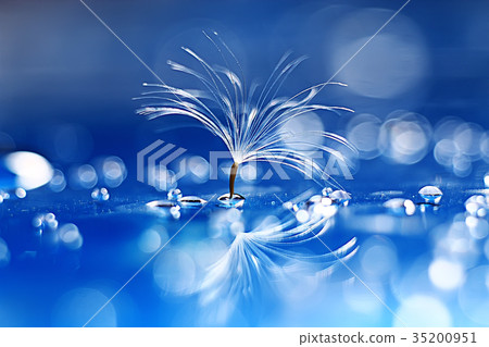 dandelion seeds on a light blue background, lightness, holiday 35200951