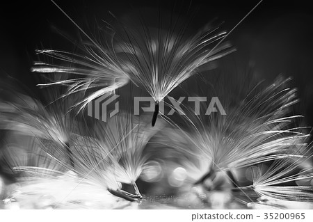 dandelion seeds black background concept lightness 35200965