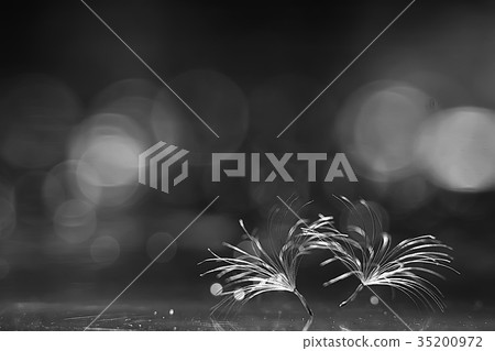 dandelion seeds black background concept lightness 35200972
