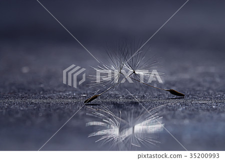 dandelion seeds black background concept lightness 35200993