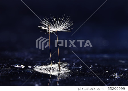 dandelion seeds black background concept lightness 35200999