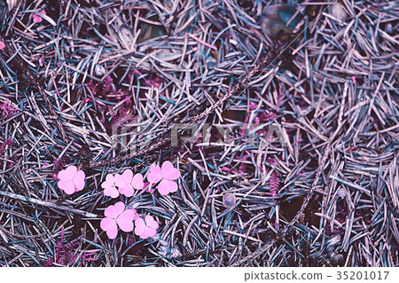Wild flowers magic picture toning nature 35201017