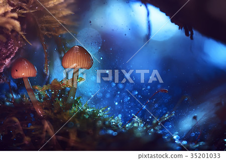 Mushrooms macro nature wild background Mushrooms macro nature wild background 35201033