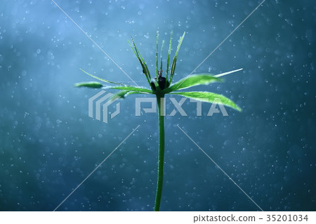 Flowers macro wild nature background 35201034