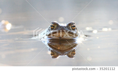 frog in water nature wildlife outdoor frog in water nature wildlife outdoor 35201112