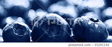 background berries blueberries panorama 35201142