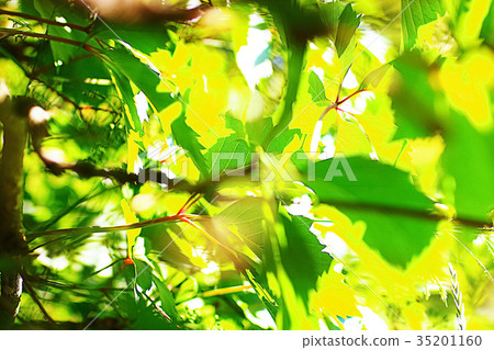 Flowers on a green meadow 35201160