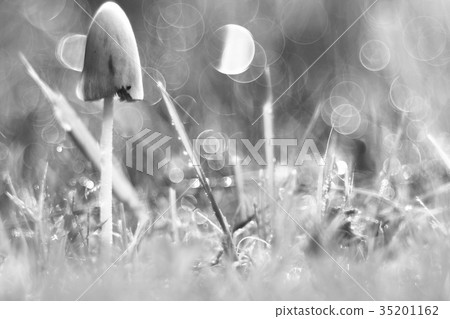 Poisonous mushrooms in the grass 35201162