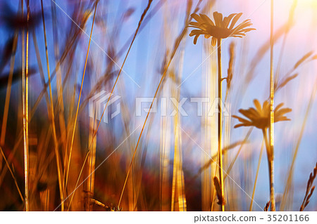 Flowers on a green meadow Flowers on a green meadow 35201166