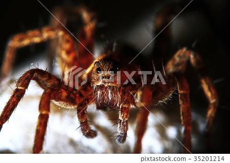 Large spider in the wild Large spider in the wild 35201214