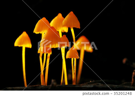 Different mushrooms in the clearing 35201248
