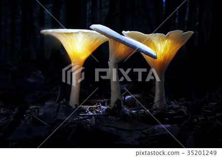 Different mushrooms in the clearing 35201249