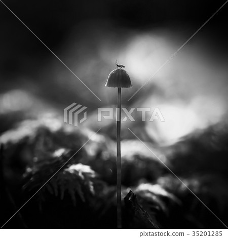 Mushrooms macro nature wild background 35201285