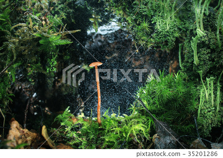 mushrooms forest nature season close 35201286