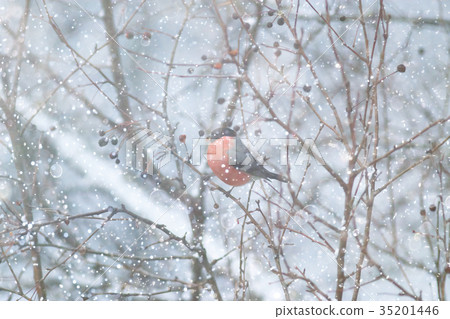 The bird is sitting on a branch 35201446