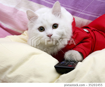 Cat, Turkish Angora 35201455