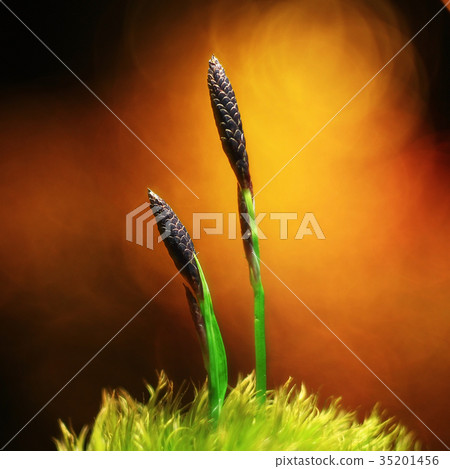 Sunset wild flowers nature macro 35201456