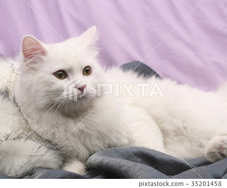 貓，土耳其安哥拉 35201458