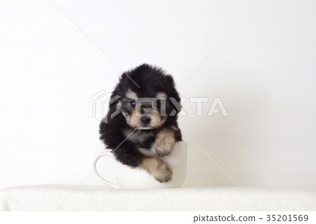 Cute gesturing toy poodle Cute gesturing toy poodle 35201569