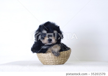Toy poodle in a basket Toy poodle in a basket 35201570