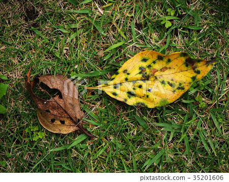 Fallen leaves Fallen leaves 35201606