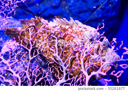 Stonefish I intended to hide 35201877