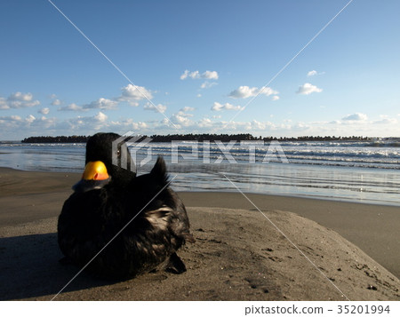 Wild bird Wild bird 35201994