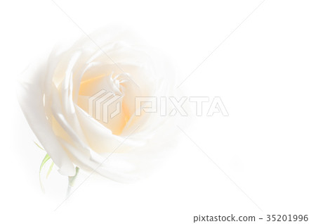 rose flowers close up on background. . rose flowers close up on background. . 35201996