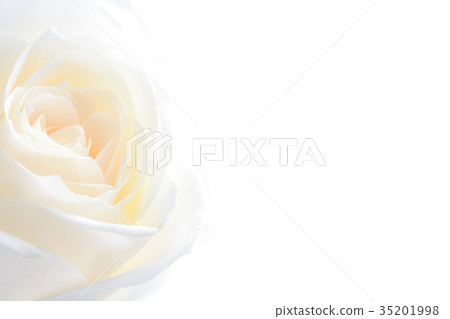 rose flowers close up on background . rose flowers close up on background . 35201998