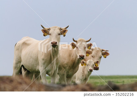 Curious Ladies on the Mud Flats 35202216