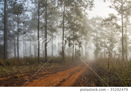 Walkway in tropical forest with fog environment Walkway in tropical forest with fog environment 35202479