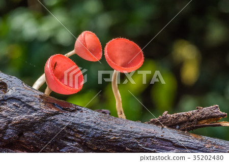 Beautiful red champagne mushrooms on decayed tree Beautiful red champagne mushrooms on decayed tree 35202480