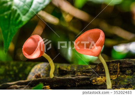 Beautiful red champagne mushrooms on decayed tree 35202483