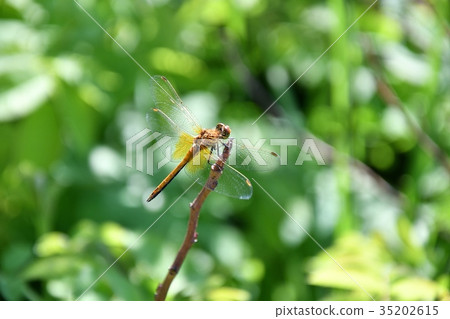 Dragonfly (LAT. Odonata) 35202615