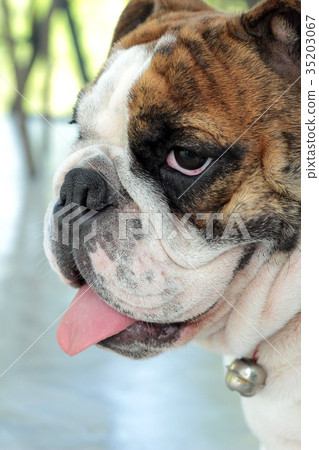English Bulldog English Bulldog 35203067