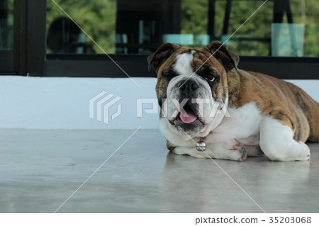 English Bulldog English Bulldog 35203068